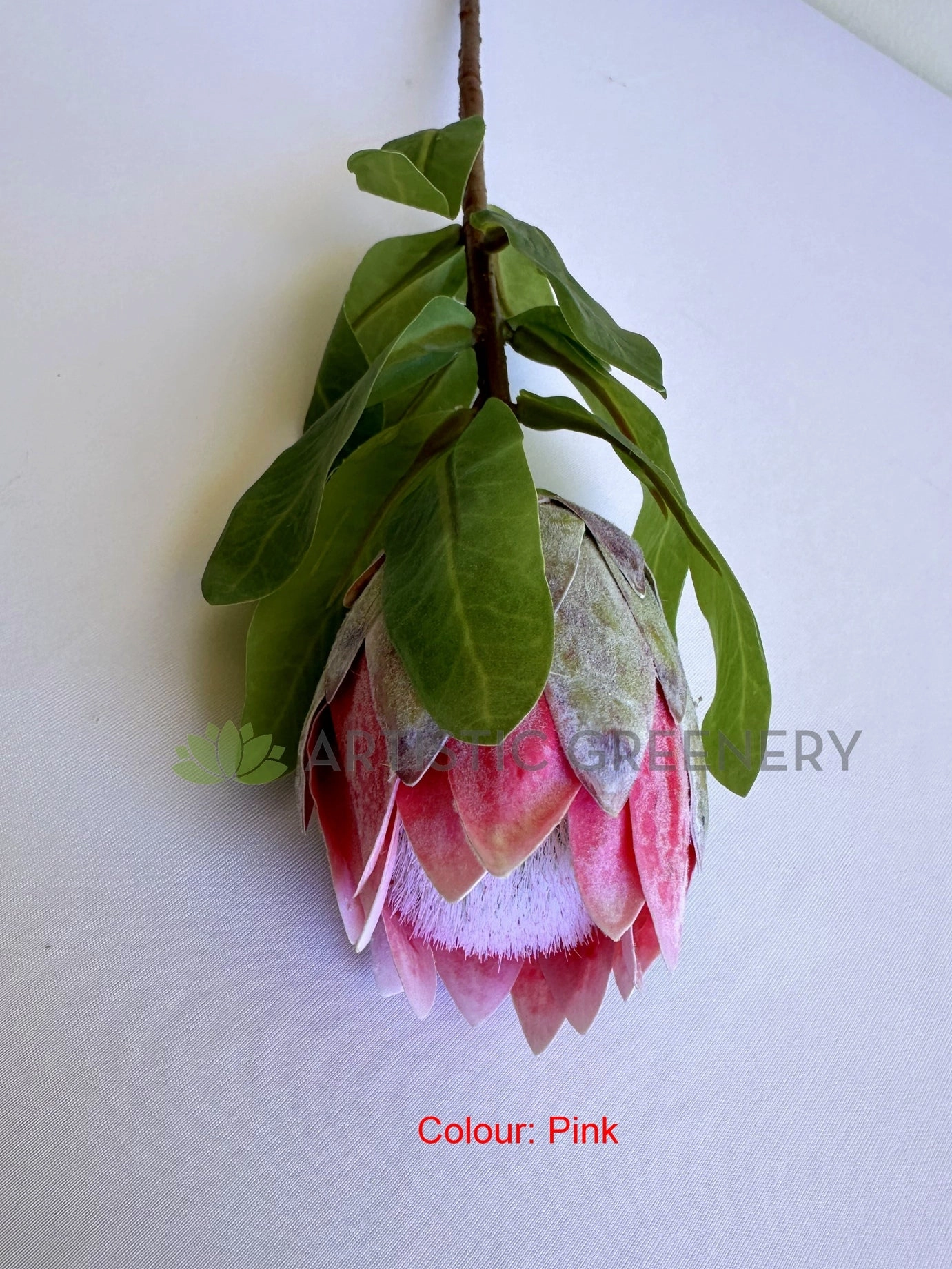 F0442 Small King Protea (Half Open) Single Stem 48cmcm Pink / Light Green