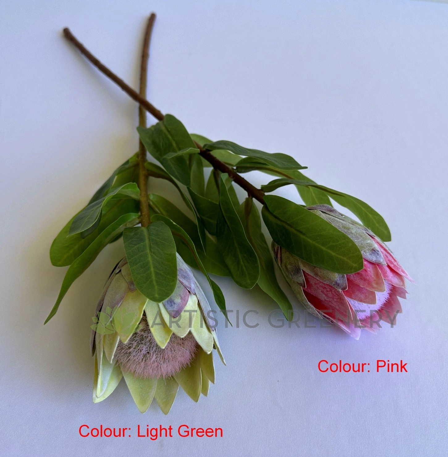 F0442 Small King Protea (Half Open) Single Stem 48cmcm Pink / Light Green