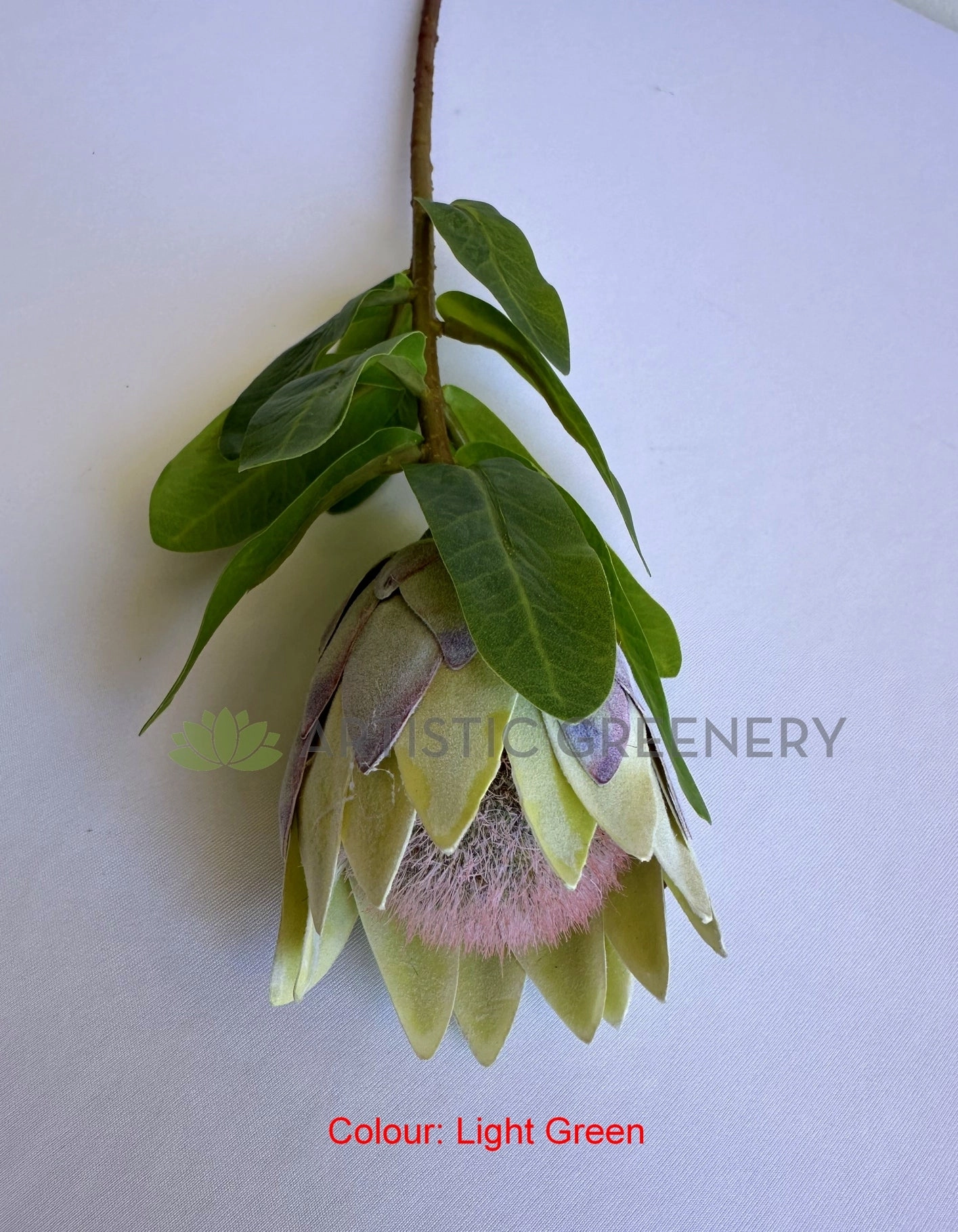 F0442 Small King Protea (Half Open) Single Stem 48cmcm Pink / Light Green