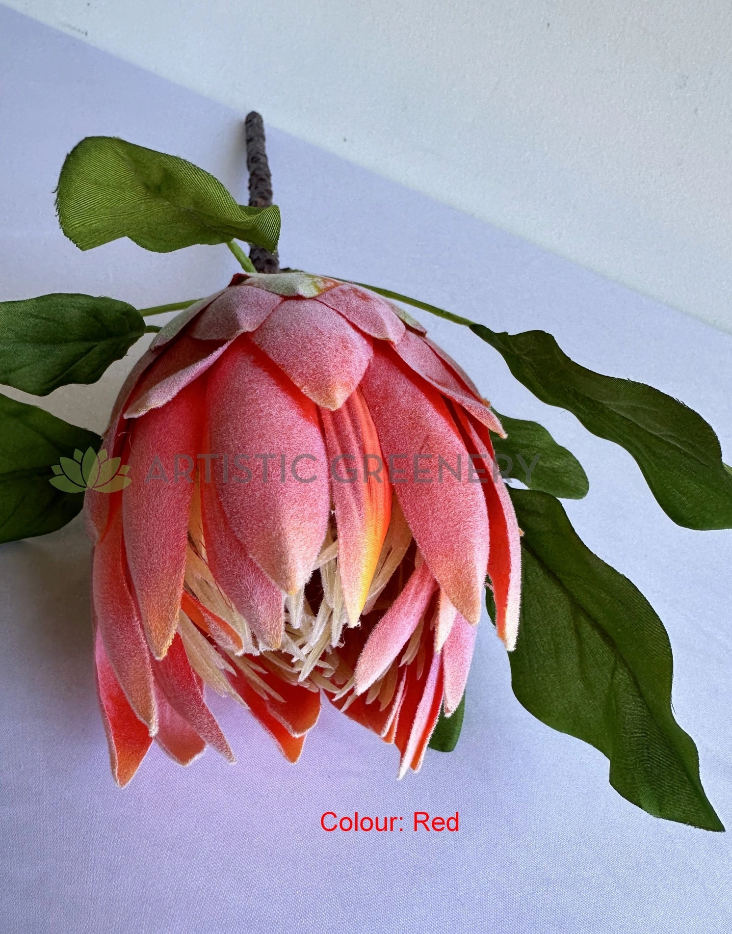 F0444 King Protea 65cm Red / White / Mauve