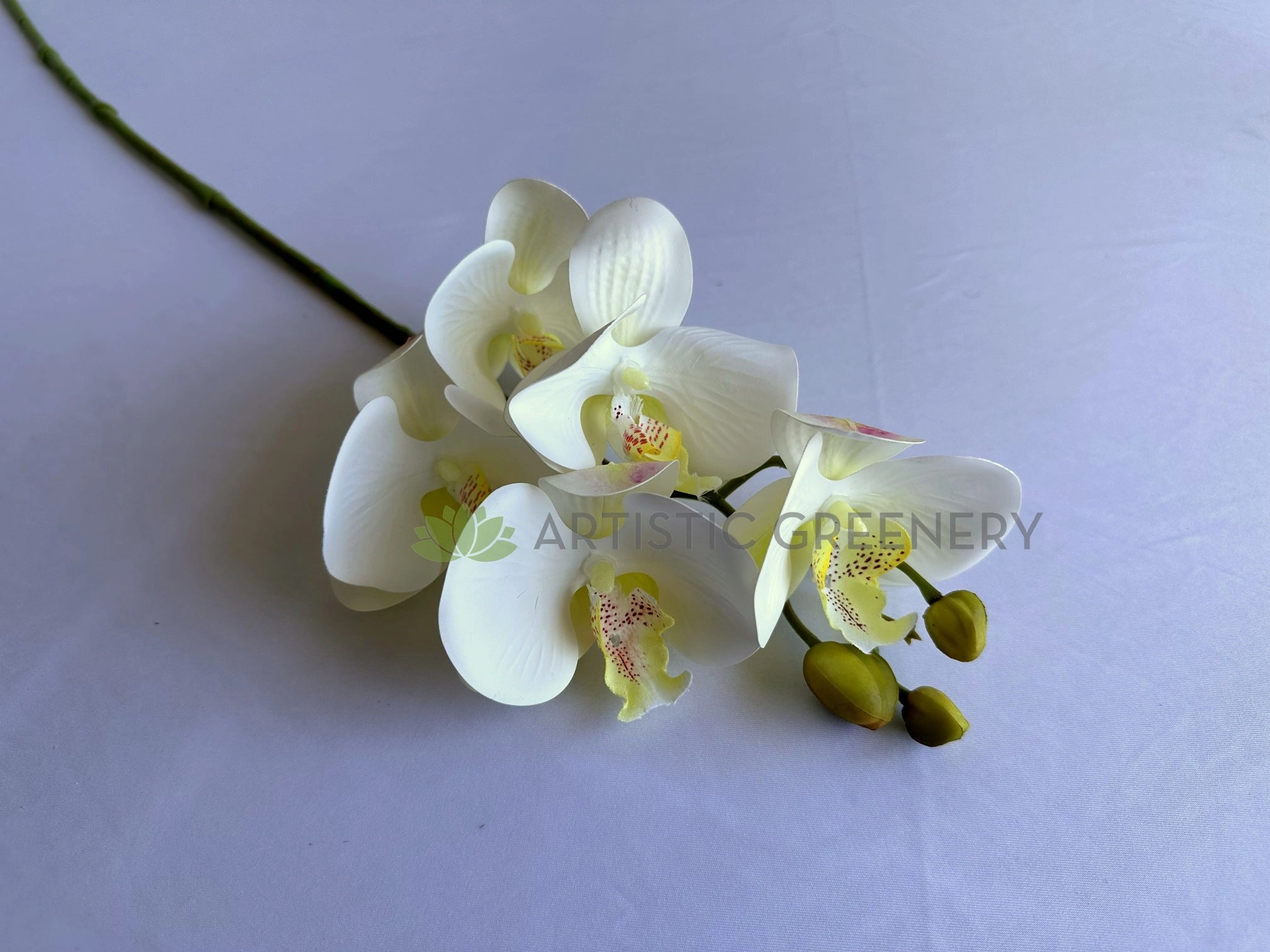 F0448 Phalaenopsis Orchid 67cm White 5 Flowers