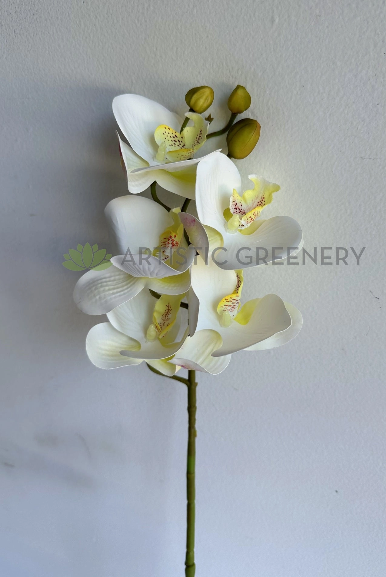 F0448 Phalaenopsis Orchid 67cm White 5 Flowers