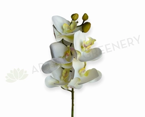 F0448 Phalaenopsis Orchid 67cm White 5 Flowers outdoor greenery  