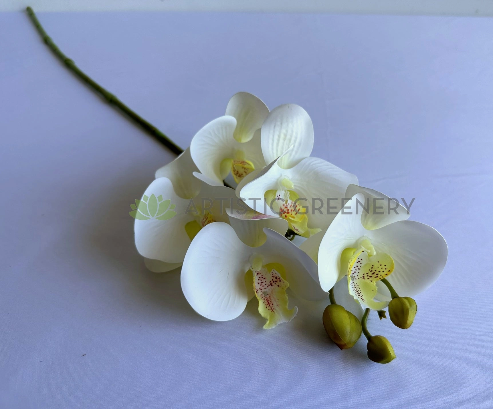 F0448 Phalaenopsis Orchid 67cm White 5 Flowers