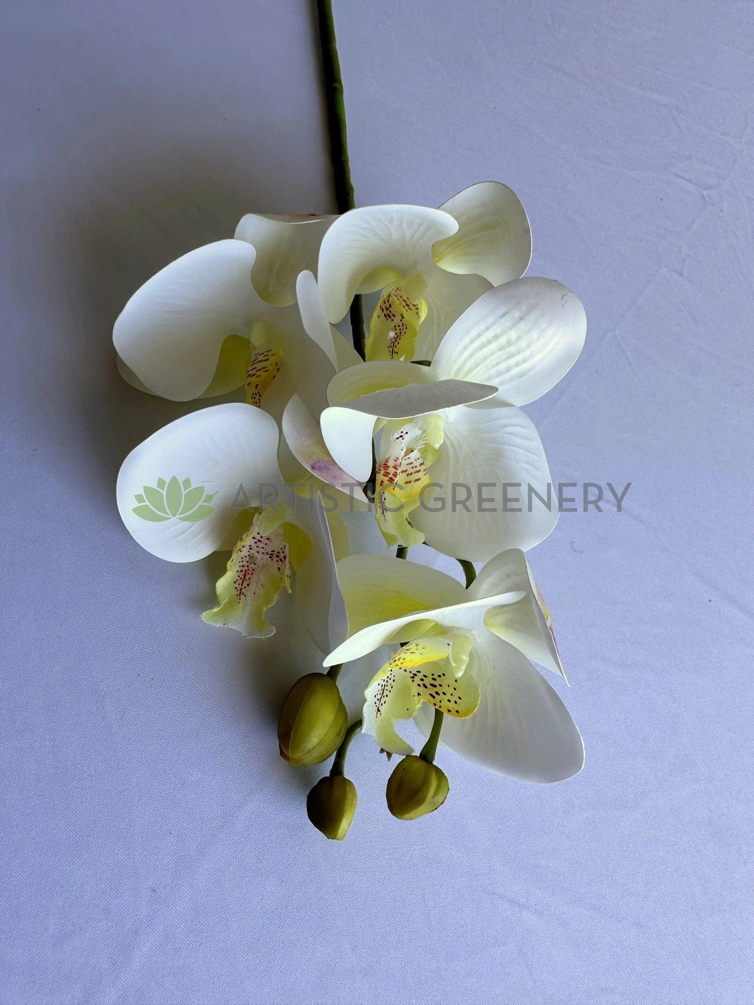 F0448 Phalaenopsis Orchid 67cm White 5 Flowers