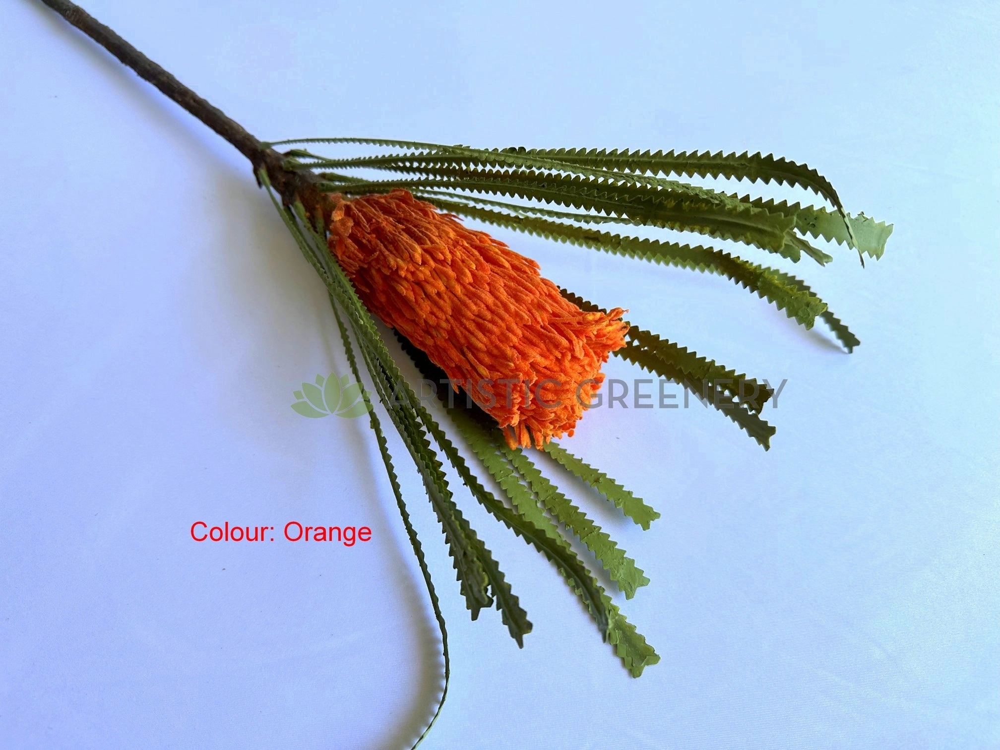 F0449 Banksia Ashbyi Stem 65cm Red / White / Orange