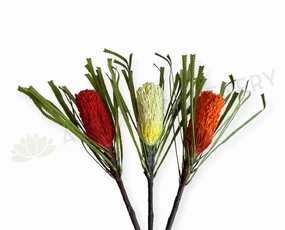 F0449 Banksia Ashbyi Stem 65cm Red / White / Orange outdoor greenery  