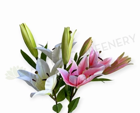 F0455 Lily Spray 79cm White / Pink outdoor greenery  