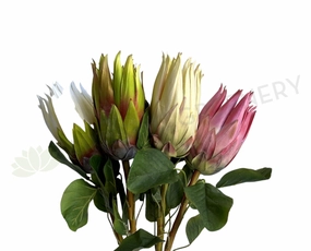 F0457 Queen Protea Stem 67cm 4 colours outdoor greenery  