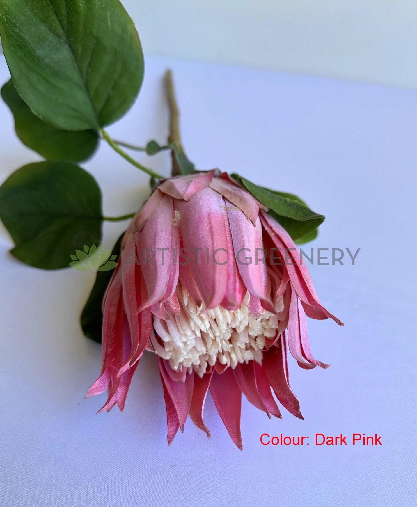 F0457 Queen Protea Stem 67cm 4 colours