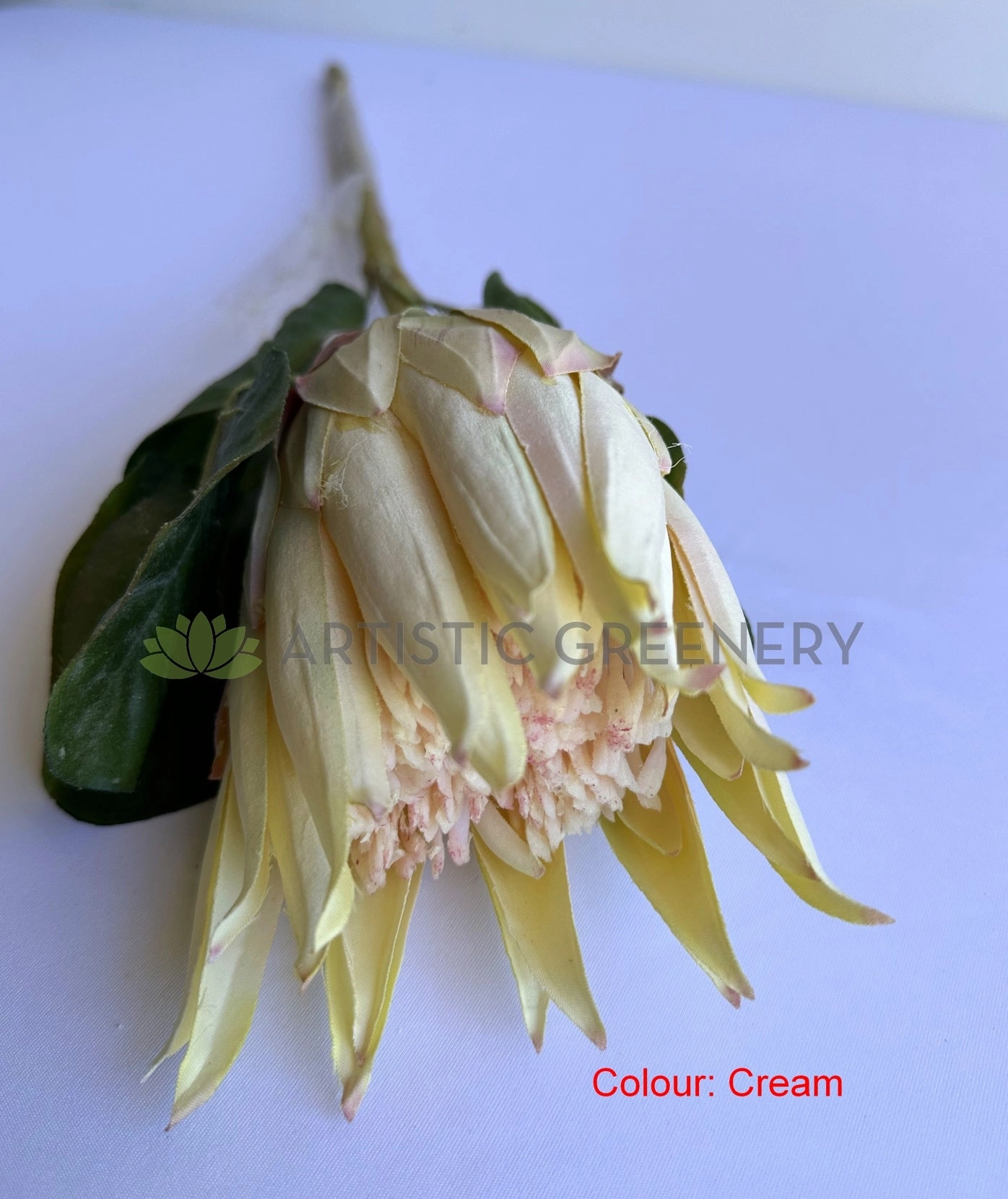 F0457 Queen Protea Stem 67cm 4 colours
