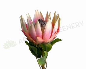 F0458 King Protea Stem 72cm Pink outdoor greenery  