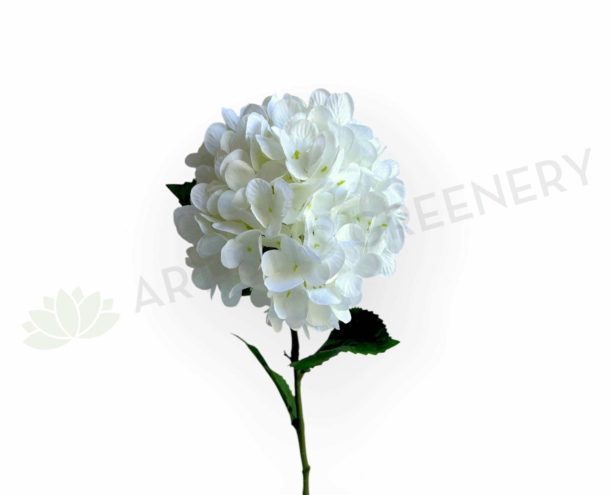 F0472 Hydrangea Single Stem 67cm (17cm Dia) White outdoor greenery  