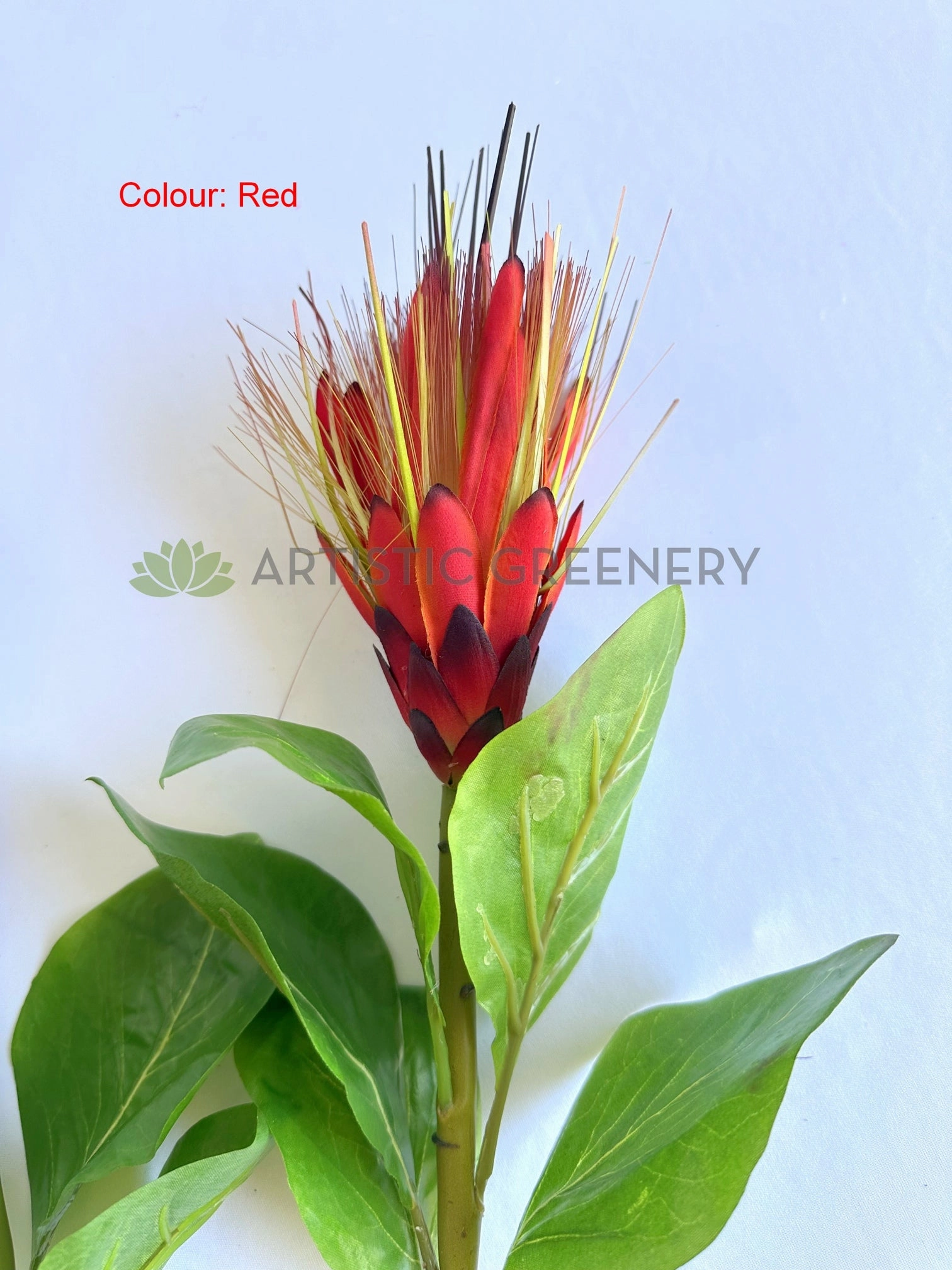 F0474 Repens Protea / Star Protea 77cm Yellow / White / Red