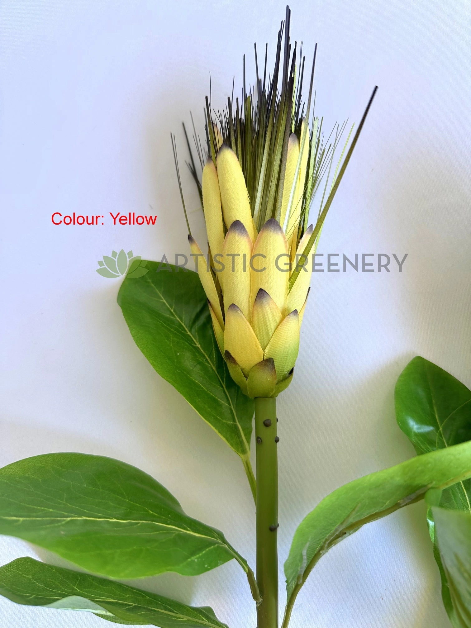 F0474 Repens Protea / Star Protea 77cm Yellow / White / Red