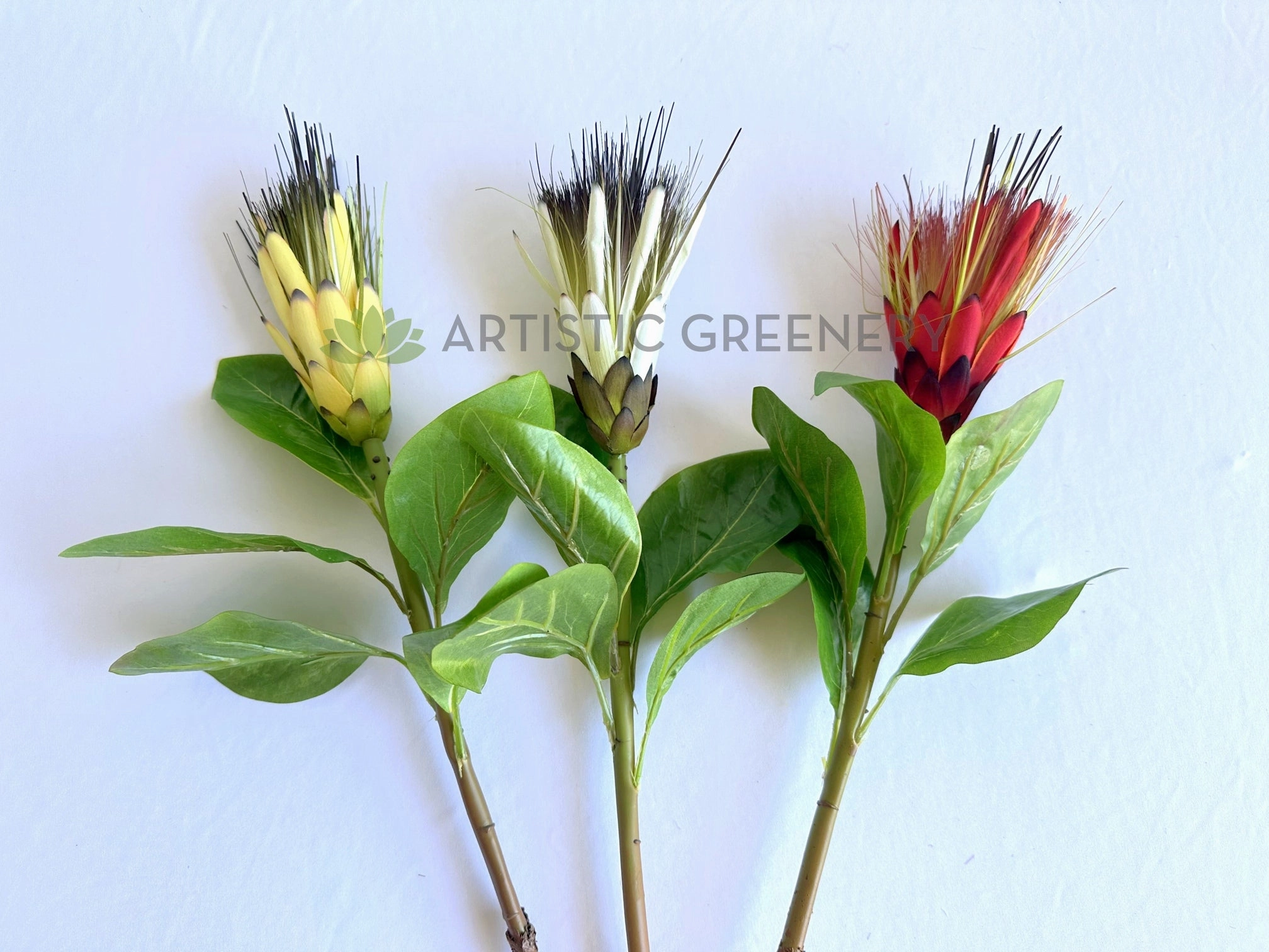 F0474 Repens Protea / Star Protea 77cm Yellow / White / Red