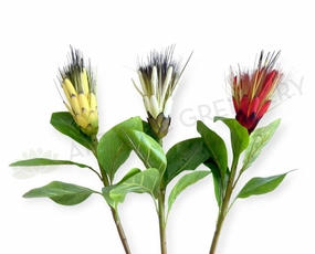 F0474 Repens Protea / Star Protea 77cm Yellow / White / Red outdoor greenery  