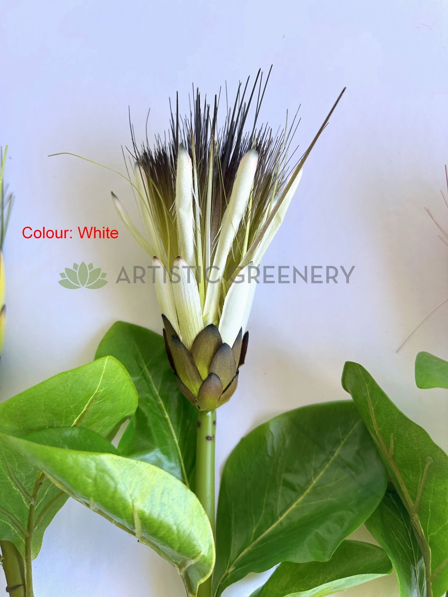 F0474 Repens Protea / Star Protea 77cm Yellow / White / Red