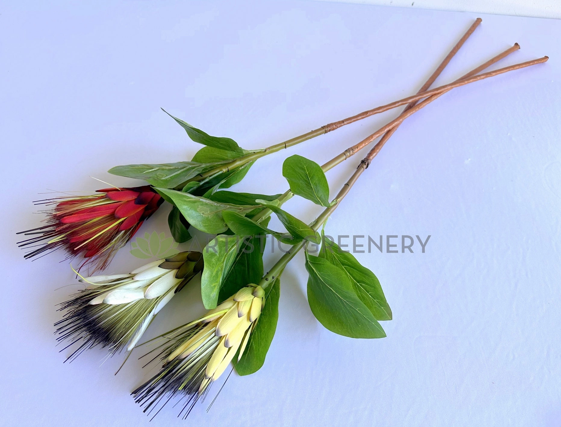 F0474 Repens Protea / Star Protea 77cm Yellow / White / Red