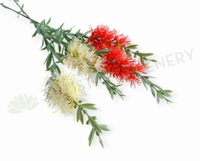 F0475 Bottlebrush / Callistemon Spray 67cm Red / Cream outdoor greenery  
