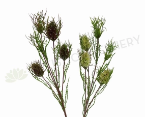 F-ASB-B05 Mini Banksia 69cm Green / Red outdoor greenery  