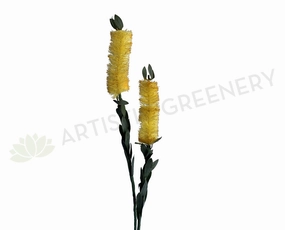 F-ASB-B-01 Bottle Brush 75cm Cream outdoor greenery  