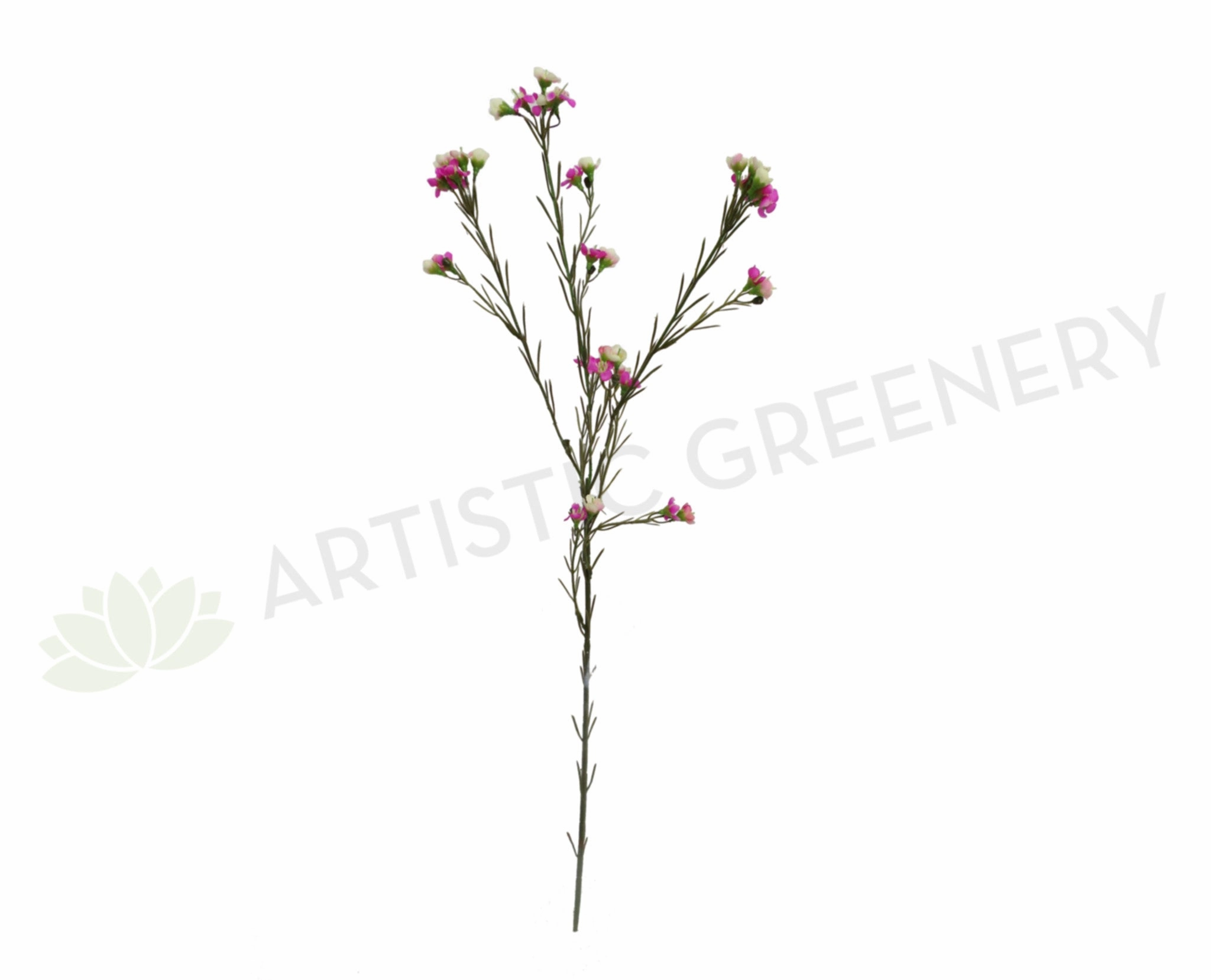 F-ASB-GW02 Geraldton Wax 73cm xl flower pot  