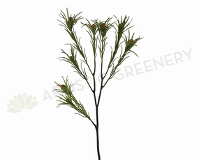 F-ASB-L-25 Leucadendron 65cm Green xl flower pot  