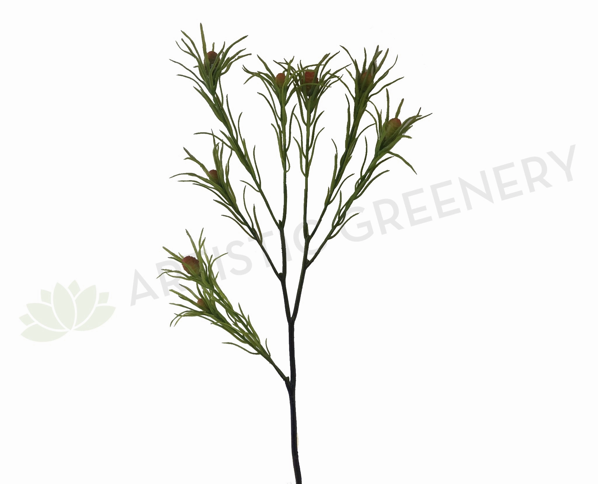 F-ASB-L-25 Leucadendron 65cm Green xl flower pot  