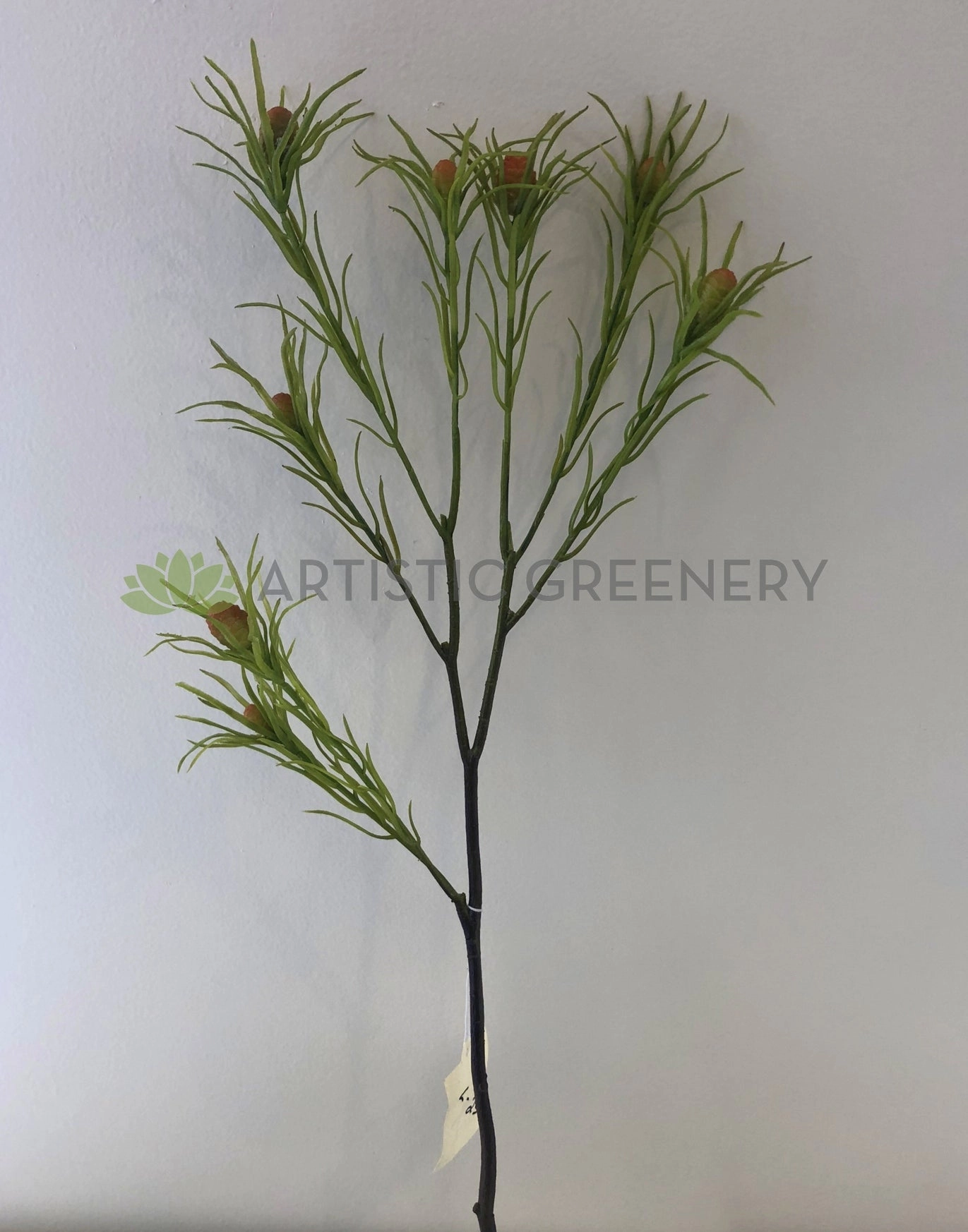 F-ASB-L-25 Leucadendron 65cm Green