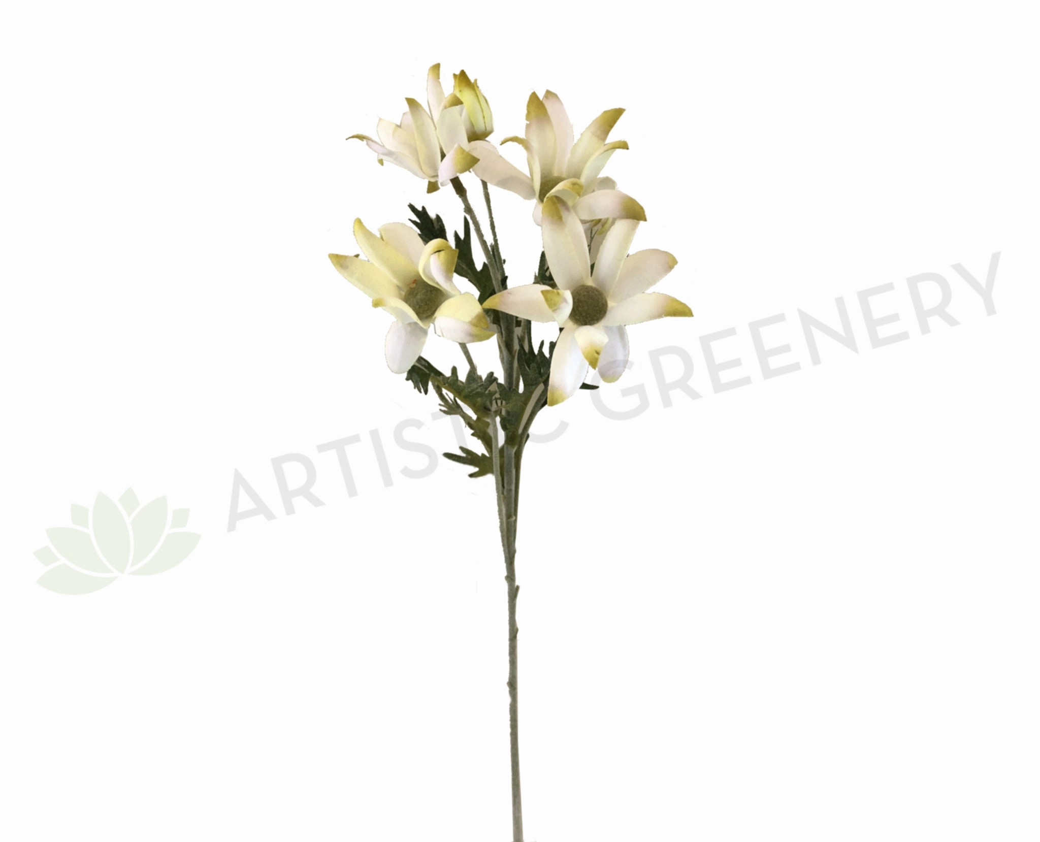 F-ASB-NF-05 Flannel Flower 60cm White outdoor greenery  