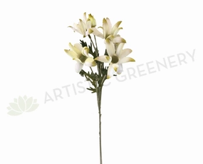 F-ASB-NF-05 Flannel Flower 60cm White outdoor greenery  