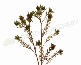 F-ASB-SL05 Star Leaucadendron 70cm outdoor greenery  