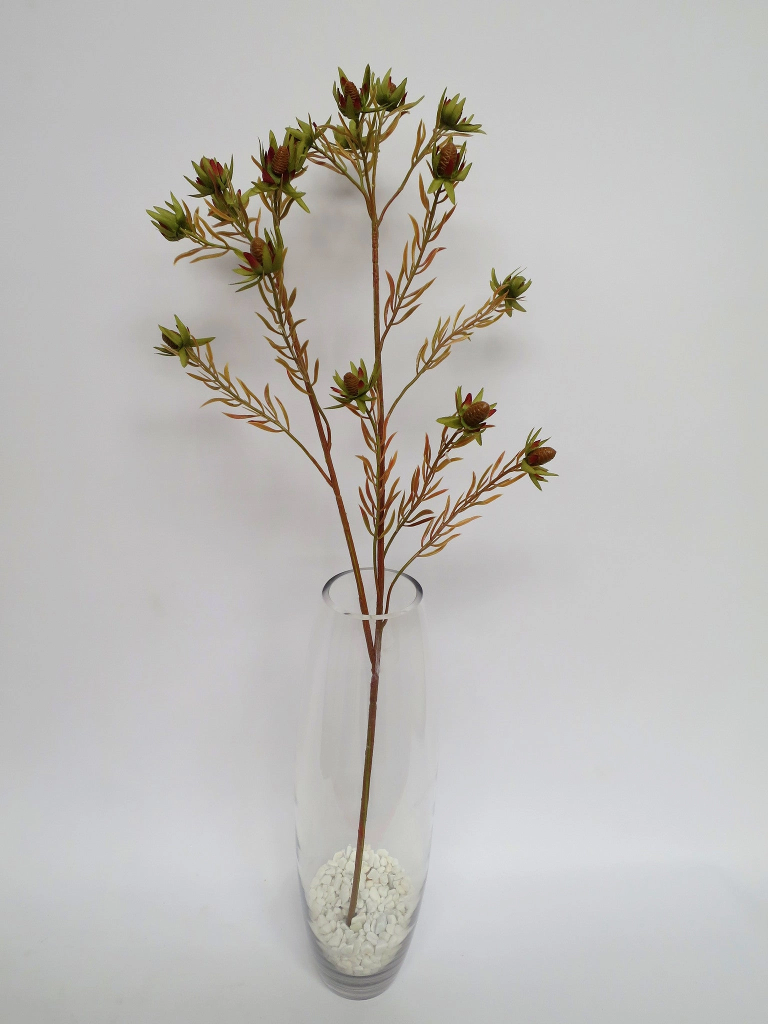 F-ASB-SL05 Star Leaucadendron 70cm