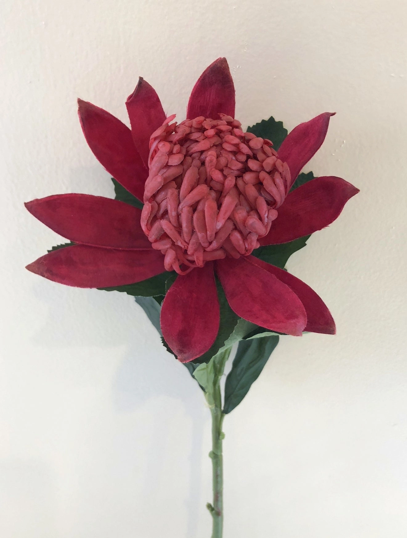 F-ASB-W-03 Waratah 66cm Red