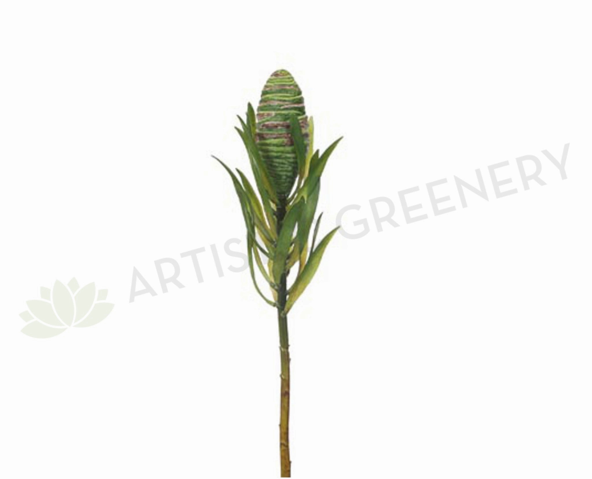 F-FI4909GR Protea Leucadendron Cone 45cm outdoor greenery  