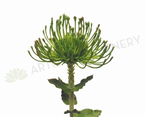 F-RT-5414GR Protea Pincushion Real Touch 65cm Green outdoor greenery  