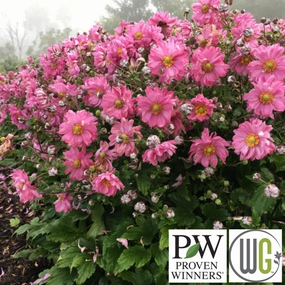 FALL IN LOVE 'Sweetly' Anemone | Anemone Sylvestris single layer plant shelf  