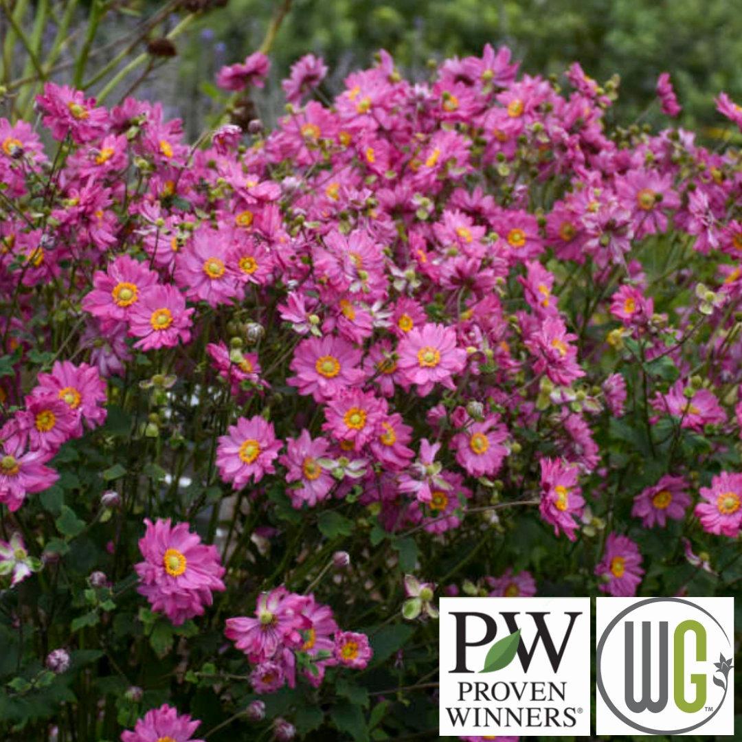 FALL IN LOVE 'Sweetly' Anemone | Anemone Sylvestris