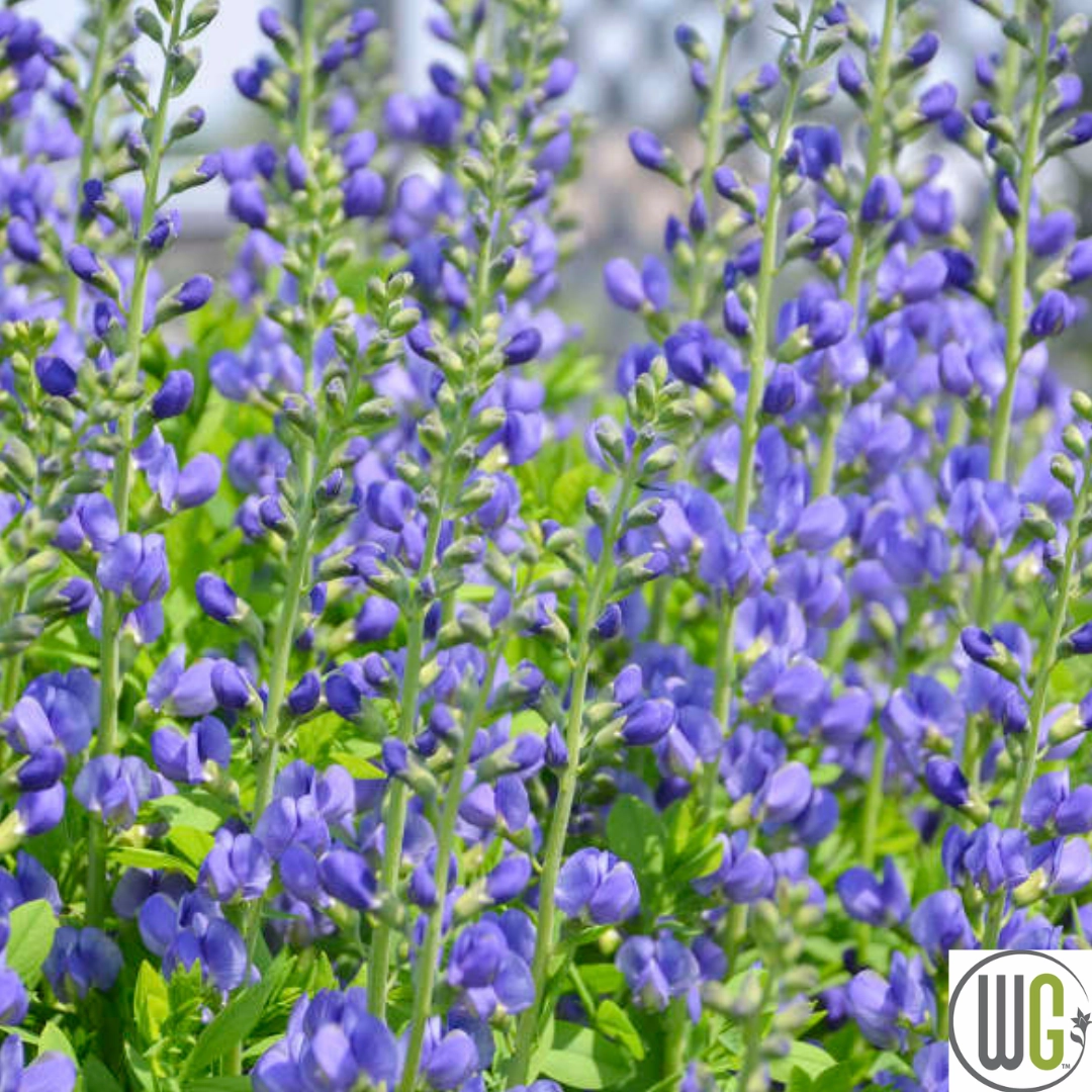False Indigo | Baptisia australis traditional flower vase  