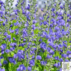 False Indigo | Baptisia australis traditional flower vase  