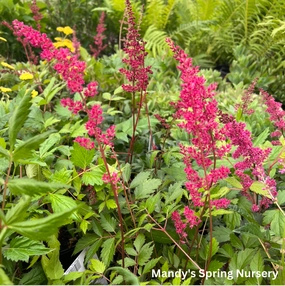 Fanal Astilbe | Astilbe arendsii single layer plant shelf  