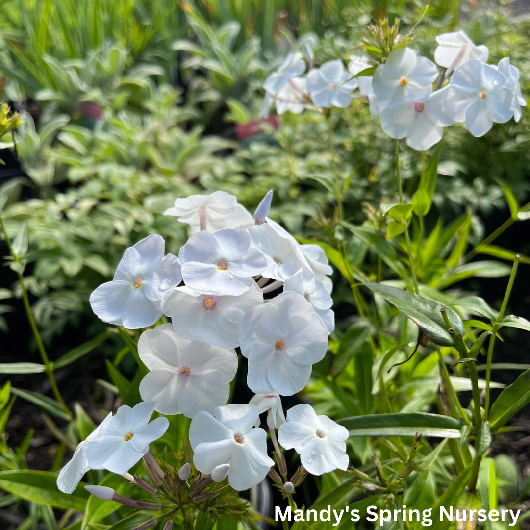 Fashionably Early Crystal Phlox | Phlox paniculata traditional flower vase  