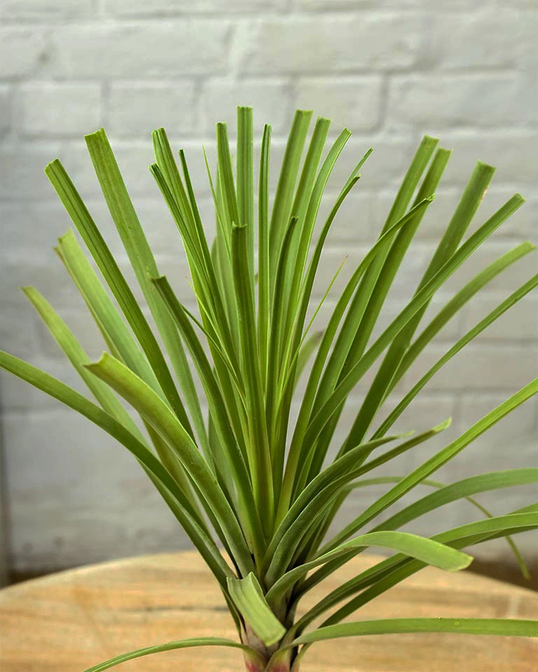 Fathers Day Gift C Nolina Bonsai Plant in Marble Ceramic Pot with Greeting Card | Beaucarnea recurvata C Ponytail Palm