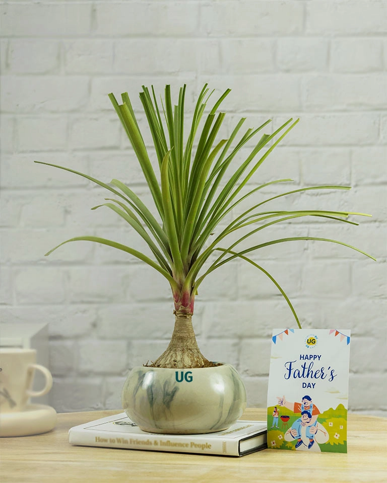 Fathers Day Gift C Nolina Bonsai Plant in Marble Ceramic Pot with Greeting Card | Beaucarnea recurvata C Ponytail Palm medium flower pot  