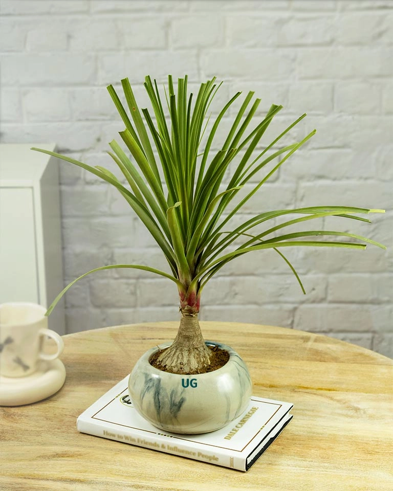 Fathers Day Gift C Nolina Bonsai Plant in Marble Ceramic Pot with Greeting Card | Beaucarnea recurvata C Ponytail Palm