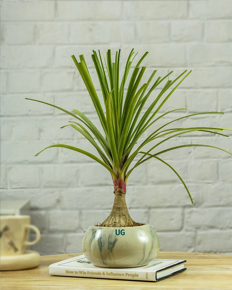 Fathers Day Gift C Nolina Bonsai Plant in Marble Ceramic Pot with Greeting Card | Beaucarnea recurvata C Ponytail Palm