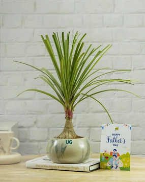 Fathers Day Gift C Nolina Bonsai Plant in Marble Ceramic Pot with Greeting Card | Beaucarnea recurvata C Ponytail Palm medium flower pot  
