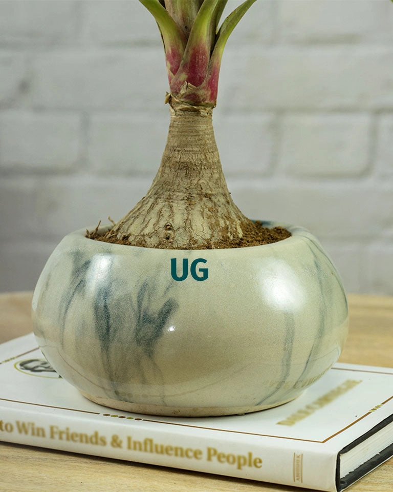 Fathers Day Gift C Nolina Bonsai Plant in Marble Ceramic Pot with Greeting Card | Beaucarnea recurvata C Ponytail Palm