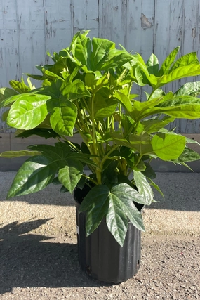 Fatsia japonica 10" medium flower pot  